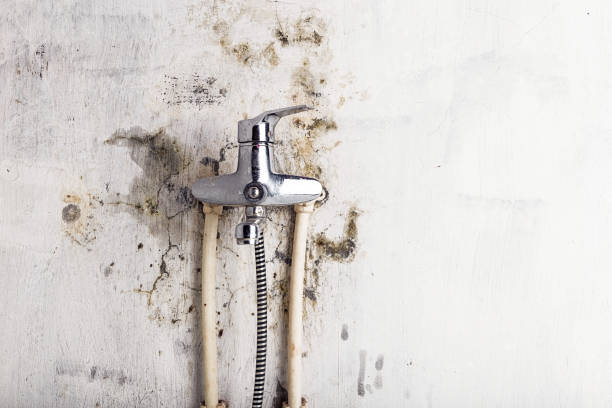 Best Toxic Mold Removal  in Fountain Inn, SC
